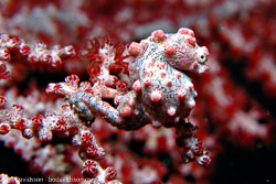 BD-111201-Raja-Ampat-0001-Hippocampus-bargibanti.-Whitley.-1970-[Pygmy-seahorse].jpg